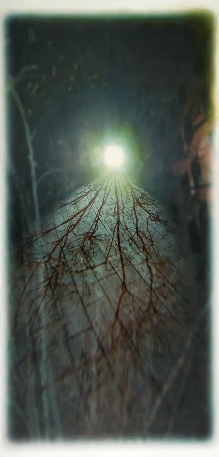 Linaje de Luz Formadora